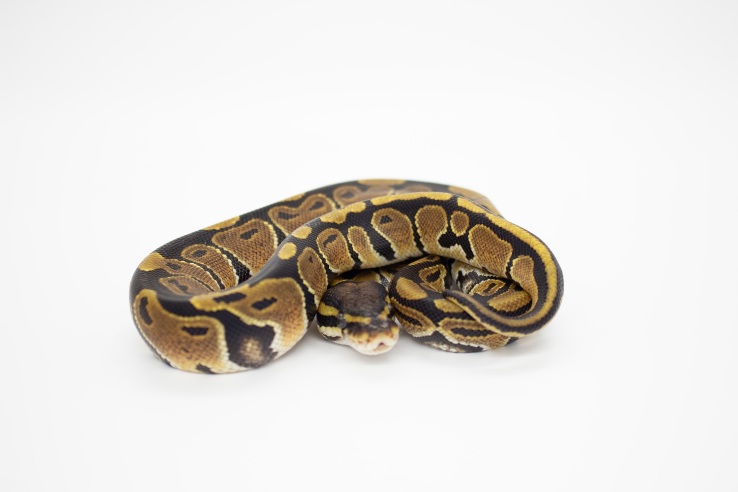 Normal Ball Python by Kya’s Noodle Emporium - MorphMarket
