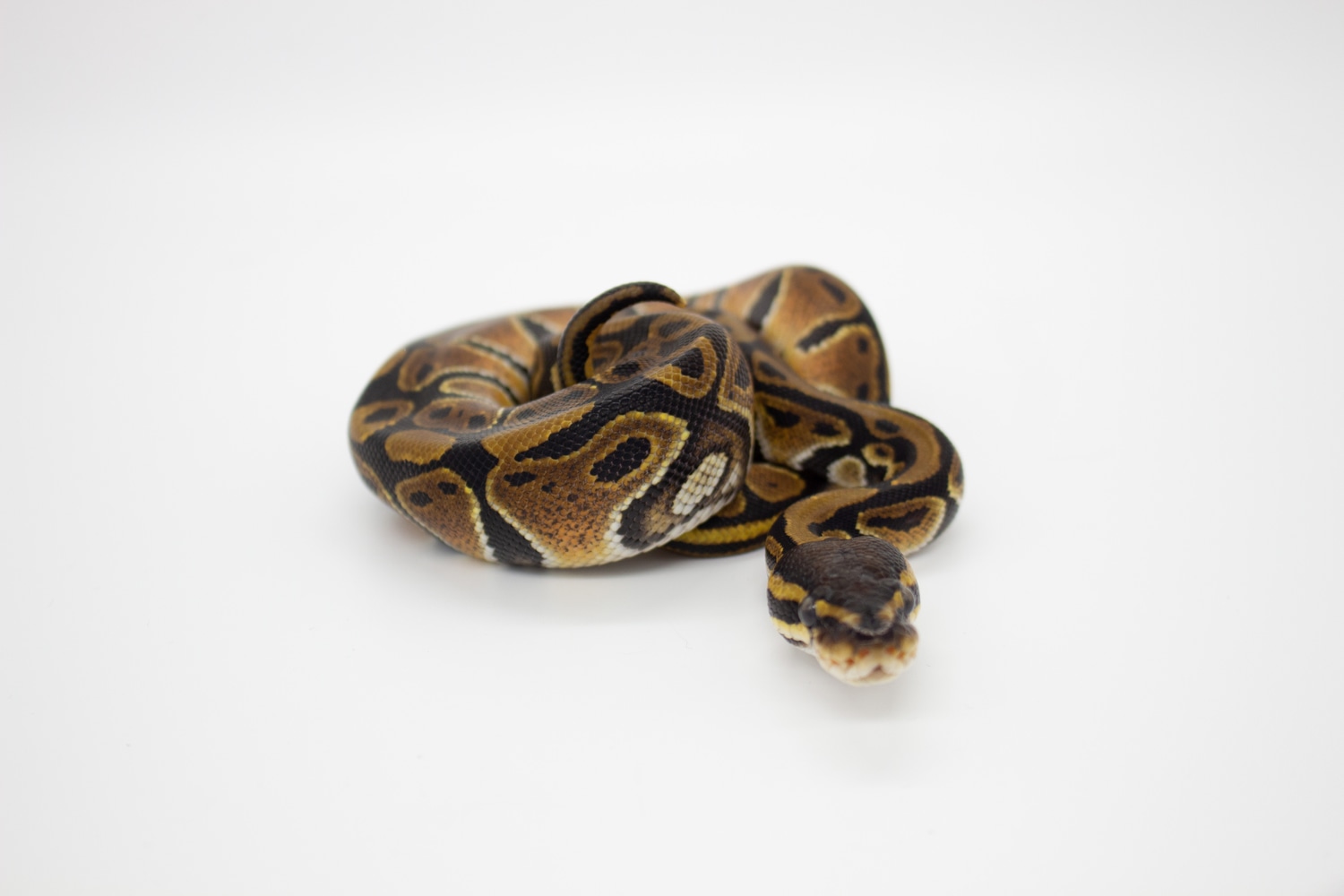 Normal Ball Python by Kya’s Noodle Emporium - MorphMarket
