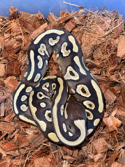 Mojave YB / Asphalt Ball Python by K&A Morphs