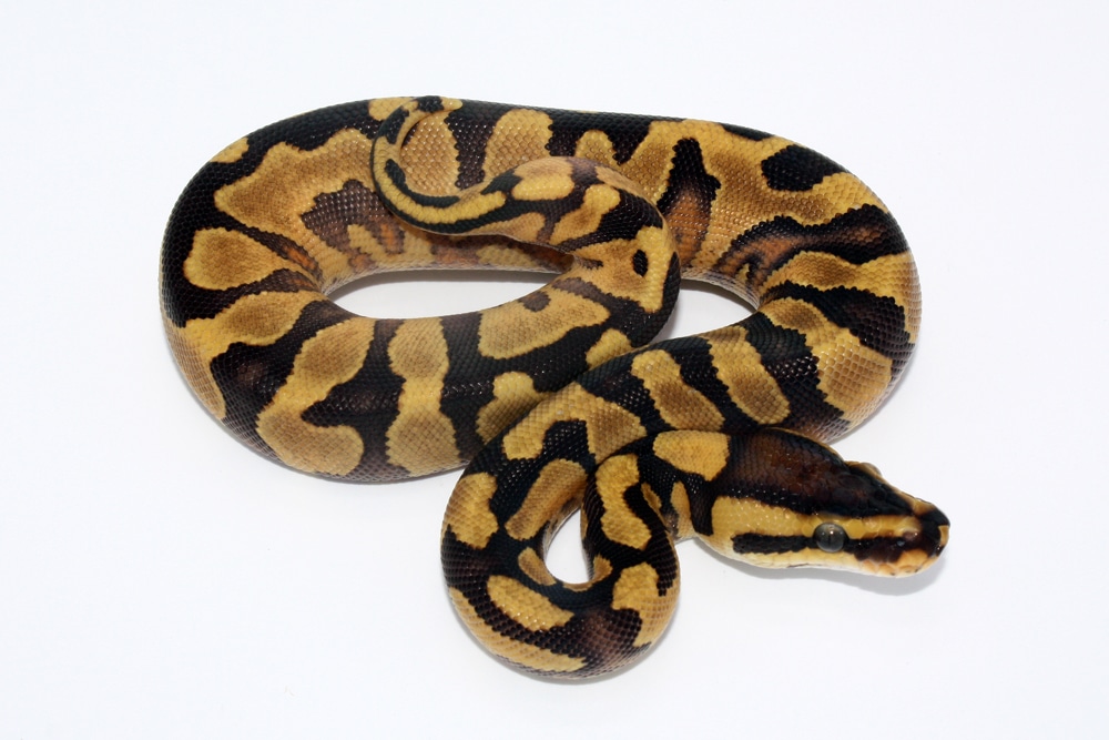 Enchi Yellowbelly Het Clown Ball Python by Kyle Frost Reptiles ...