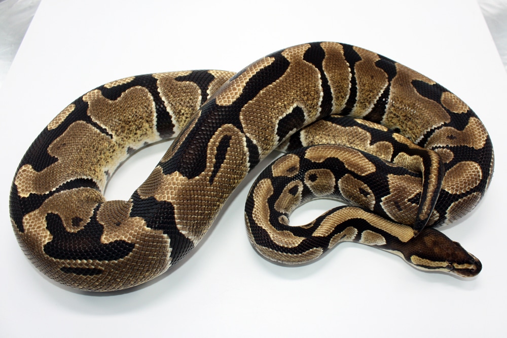 DH Tri-Stripe Clown Ball Python by Kyle Frost Reptiles - MorphMarket