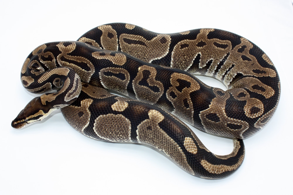 Het Tri-Stripe Ball Python by Kyle Frost Reptiles - MorphMarket