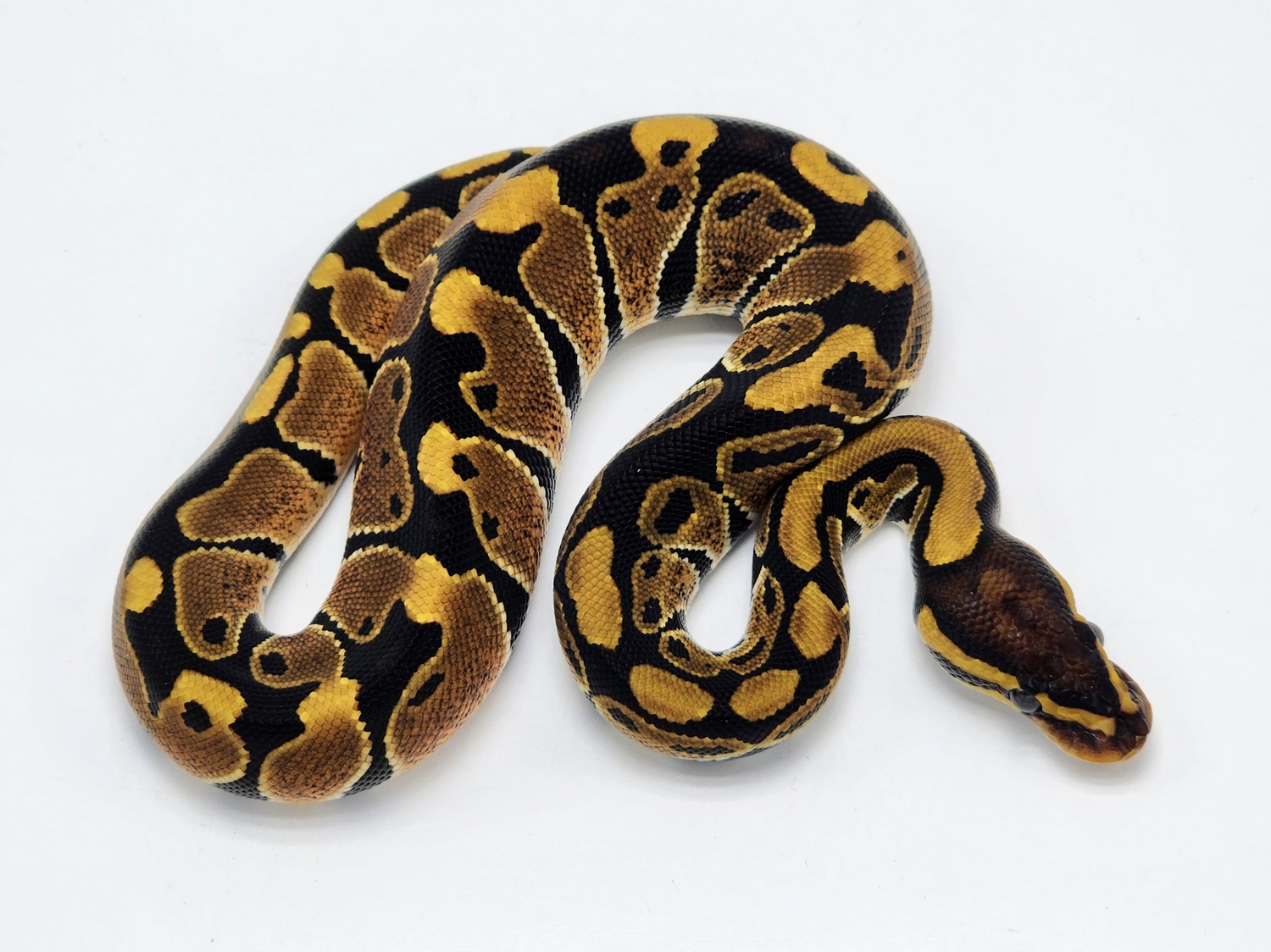 Het Puzzle Het Tri Stripe Ball Python by Kyle Frost Reptiles - MorphMarket