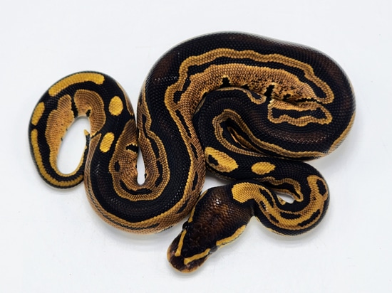 Tri-Stripe Ball Python by Kyle Frost Reptiles