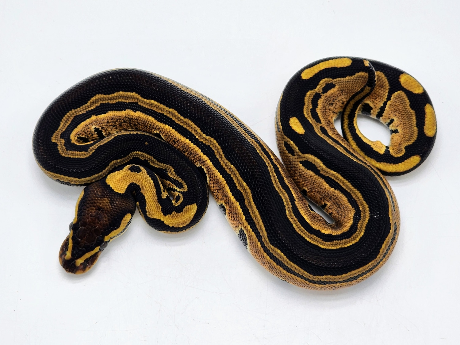 Tri-Stripe Ball Python by Kyle Frost Reptiles - MorphMarket
