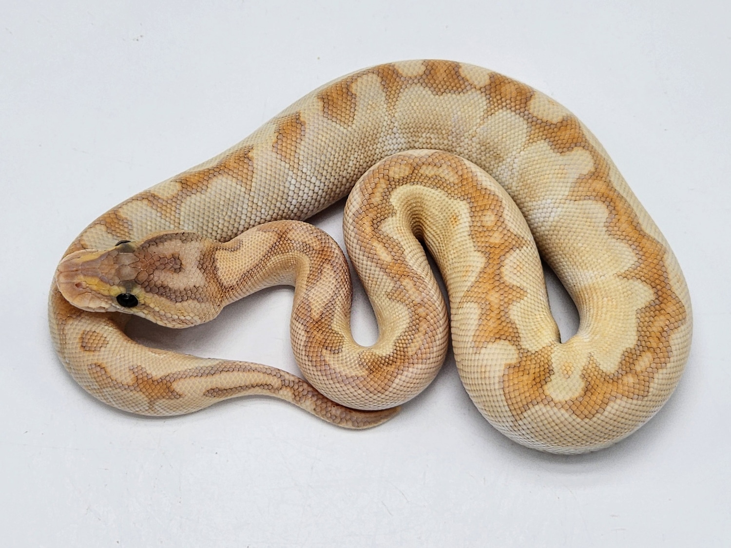 NOCO Super Special Ball Python by Kyle Frost Reptiles - MorphMarket