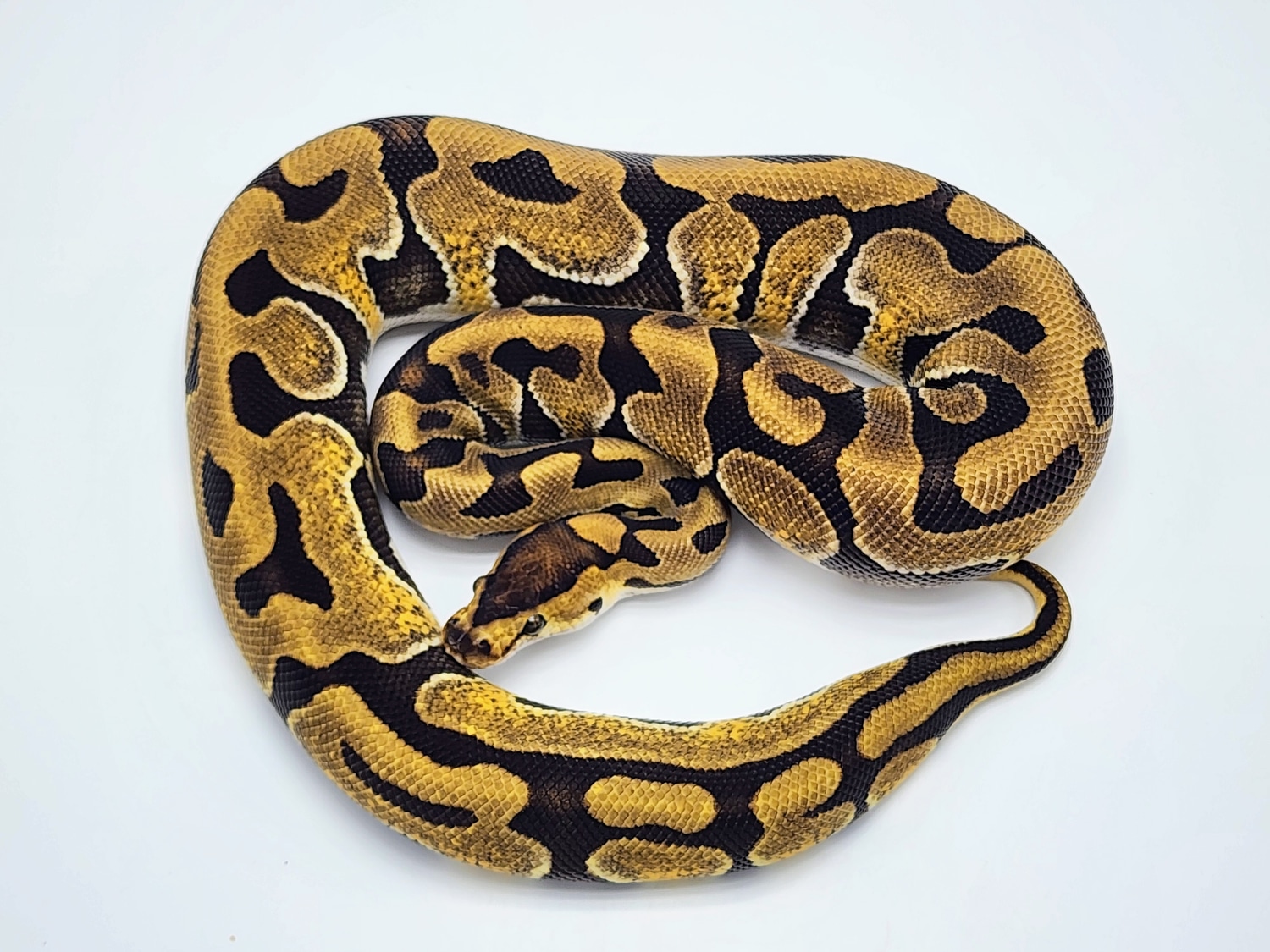 Enchi Puzzle Ball Python by Kyle Frost Reptiles - MorphMarket