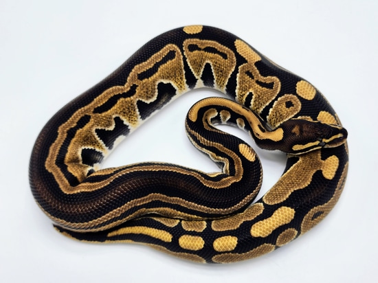 Tri-Stripe 66% Het Genetic Stripe Ball Python by Kyle Frost Reptiles