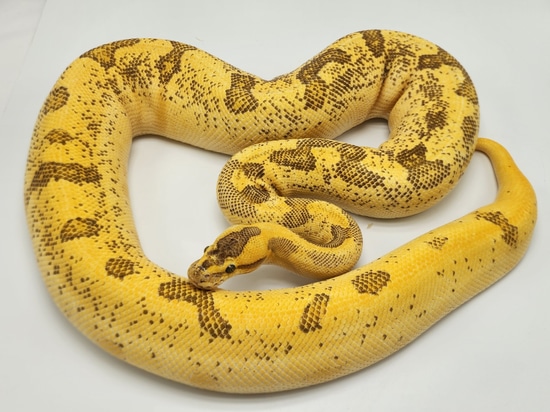 Super Enchi Fire(Lemonback Line) OD YB Leopard Ball Python by Kyle ...