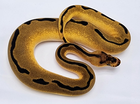 OD YB Clown Ball Python by Kyle Frost Reptiles