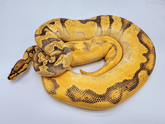 Super OD Enchi YB Het Clown Ball Python by Kyle Frost Reptiles
