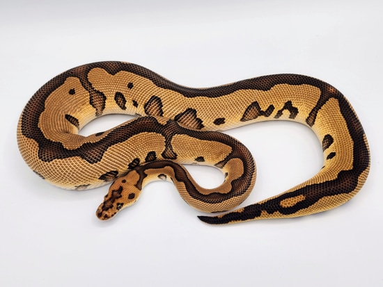 Leopard NOCO Line Special Clown Ball Python by Kyle Frost Reptiles