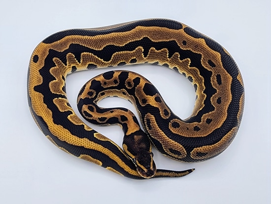 Leopard Tri-Stripe Ball Python by Kyle Frost Reptiles