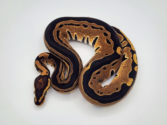 Tri-stripe 50% Het Clown Ball Python by Kyle Frost Reptiles