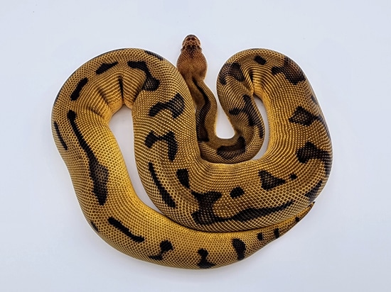 Genetic Stripe Clown Ball Python by Kyle Frost Reptiles