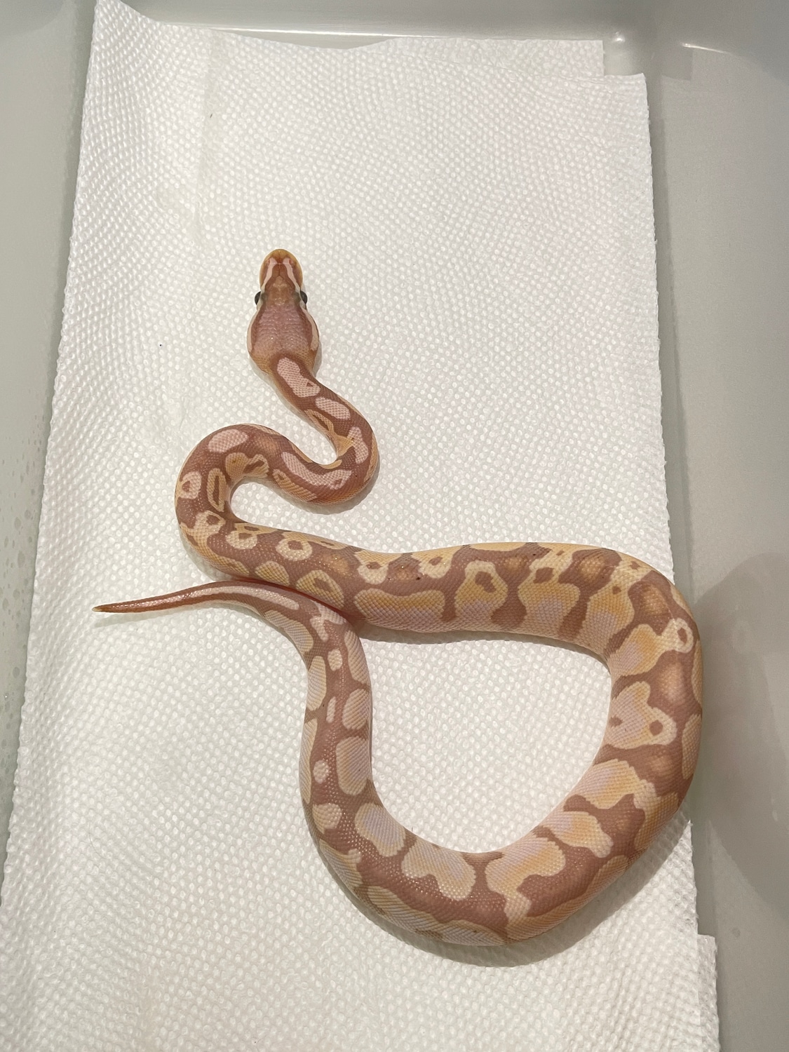 Super Pastel Banana Ghi Ball Python by CKR Exotics MorphMarket