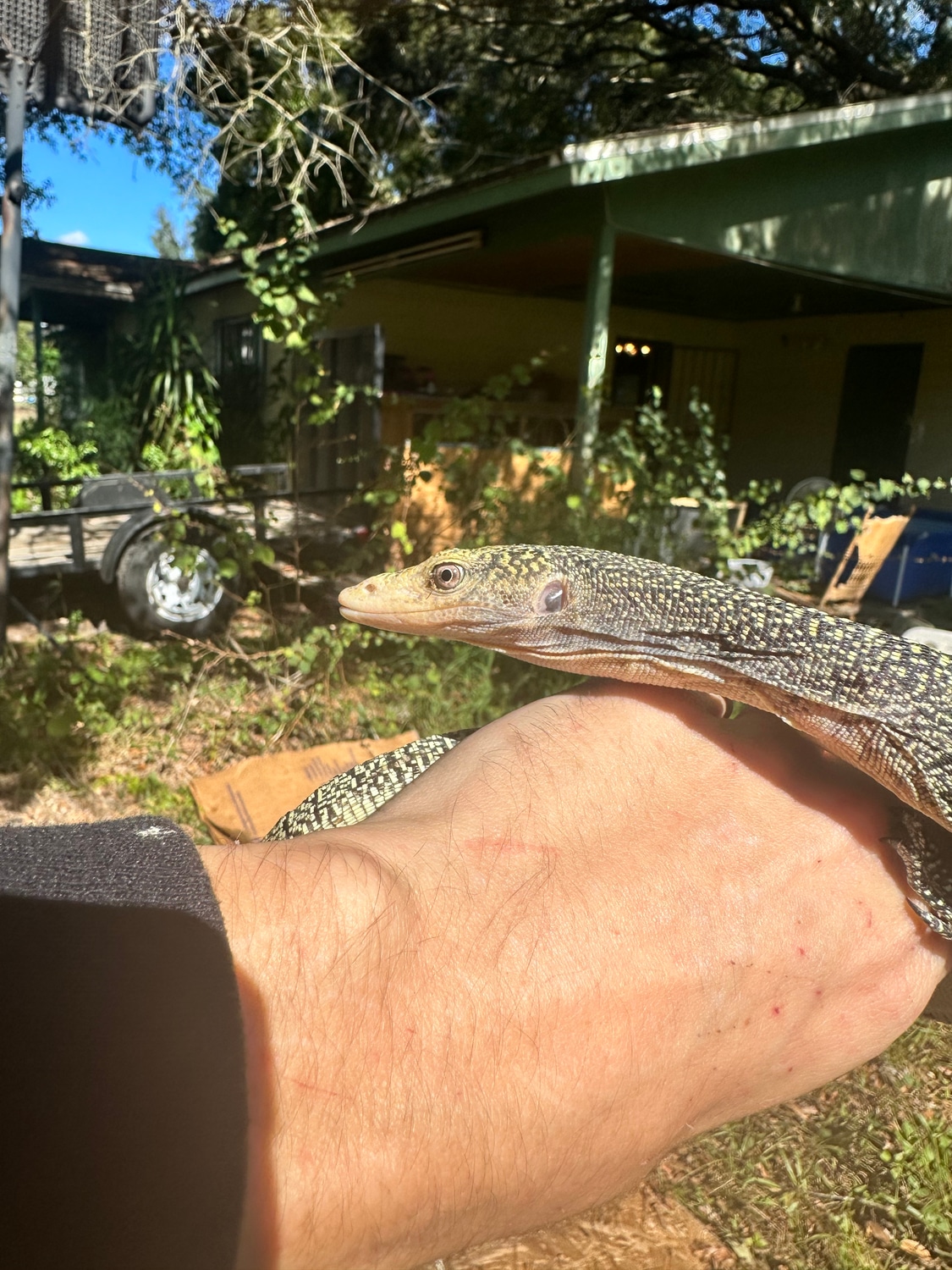 Mangrove Monitor by Mayday’s Monitors - MorphMarket