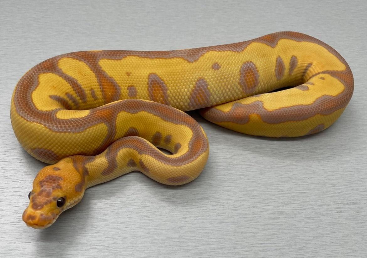 Banana Leopard Clown Ball Python by Maritime Morphs MorphMarket