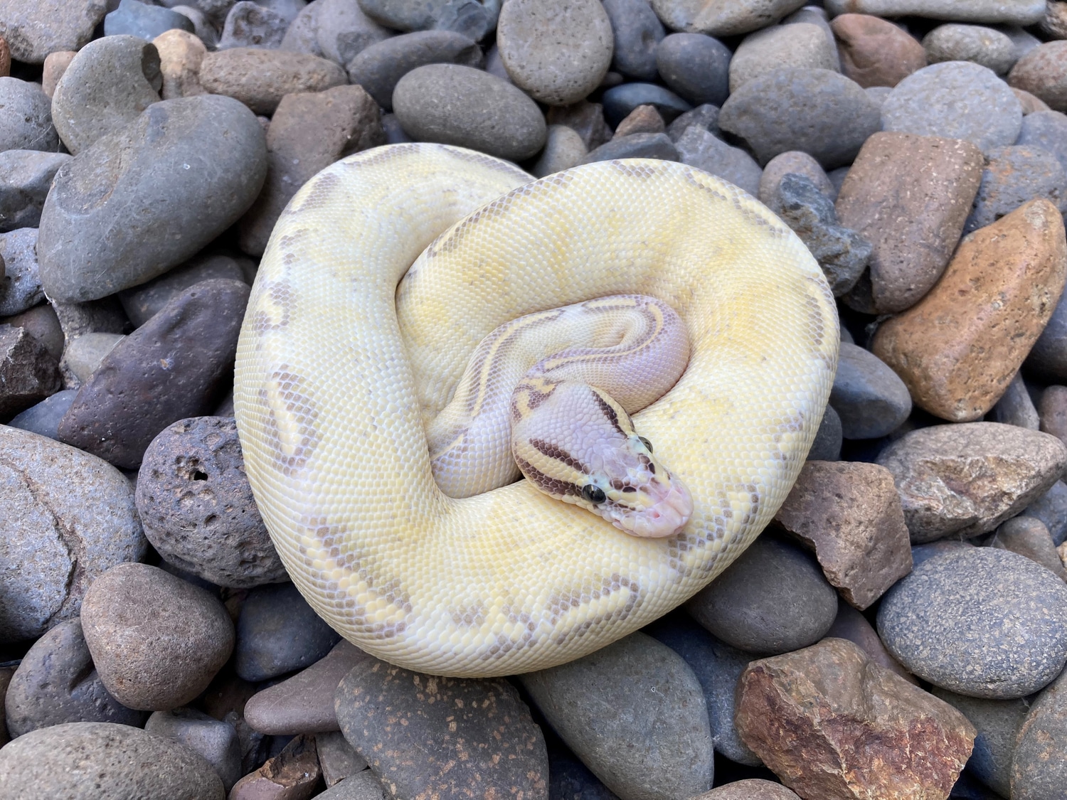 Pastel Highway Ball Python by Resnik Reptiles MorphMarket