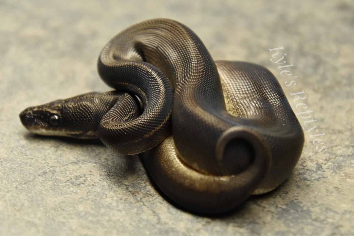 Super Blackhead Leopard Mystic/Mojave Ball Python by Kyle's Reptyles