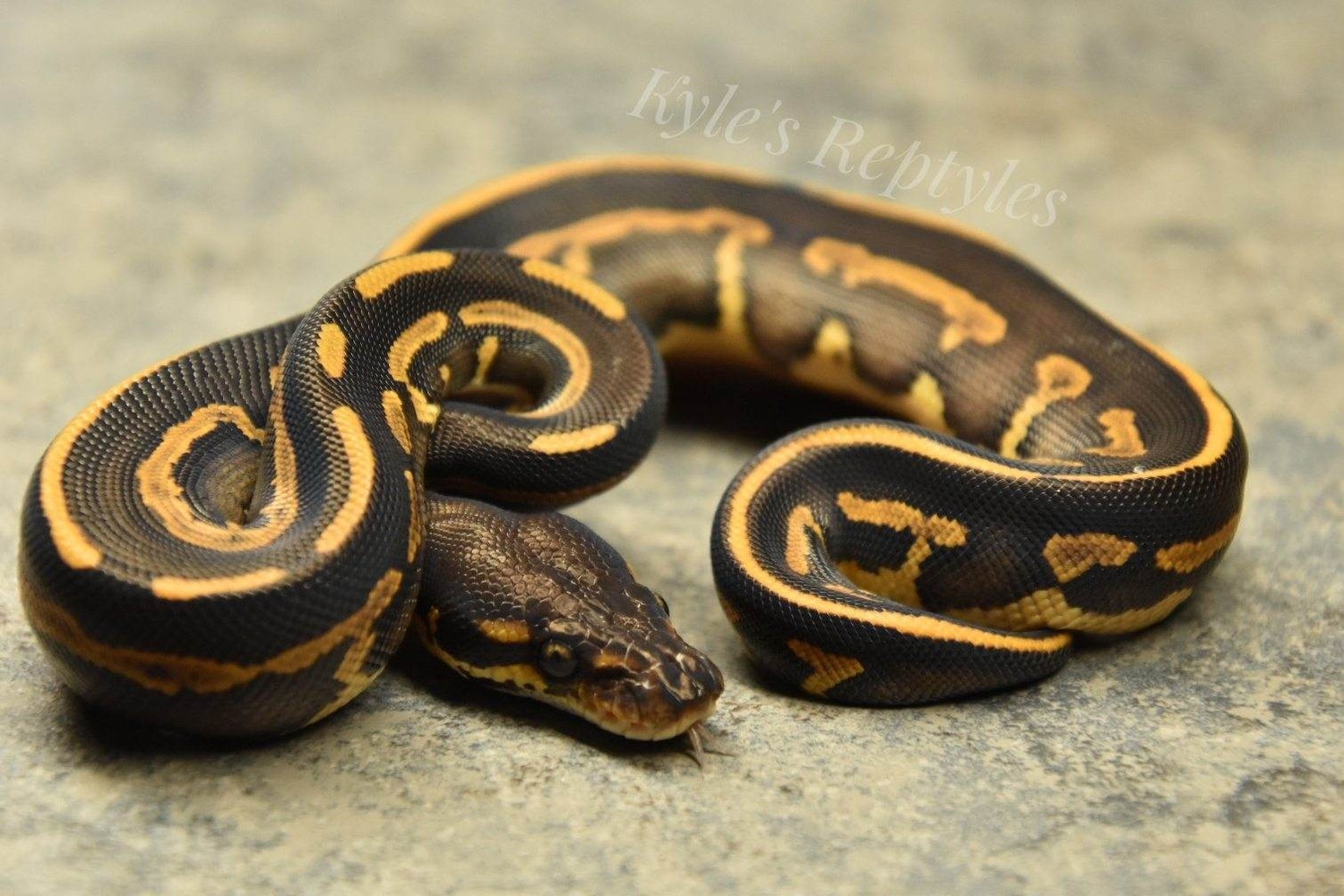 Blackhead Leopard Mojave/Mystic Ball Python by Kyle's Reptyles, LLC