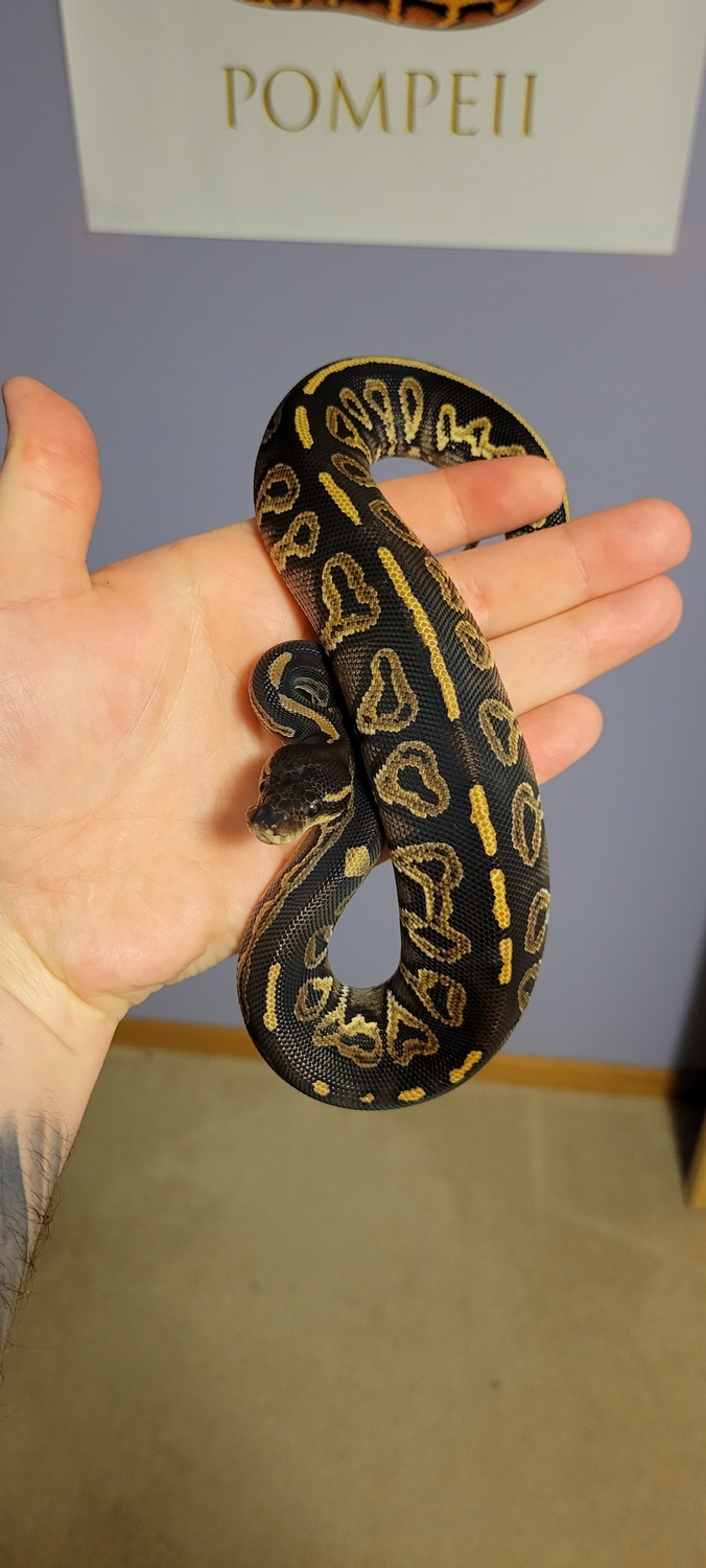 Black Head Het Red Axanthic Mystic Ball Python by Kyle's Reptyles, LLC ...
