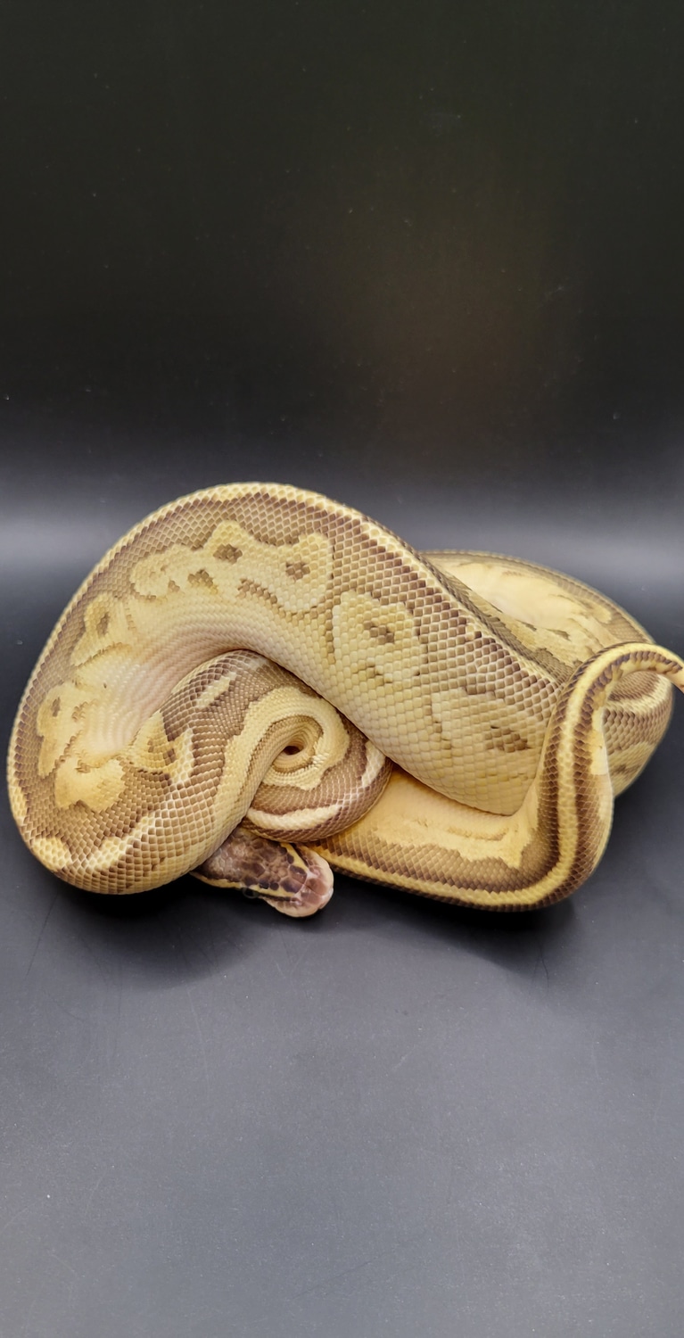 Pastel Lesser Bongo Ball Python by Kyle's Reptyles, LLC MorphMarket