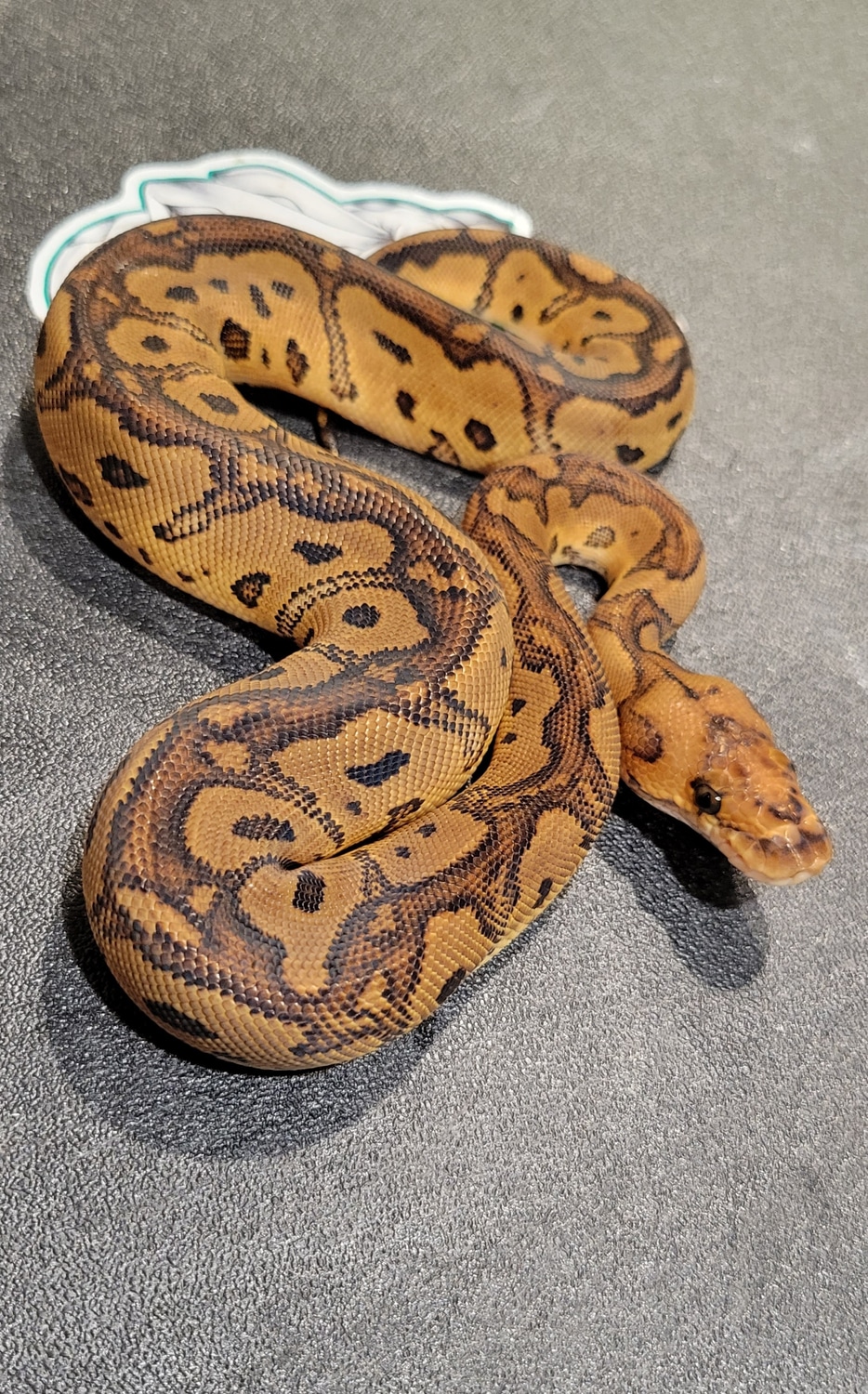 Red Stripe Clown Ball Python by Kyle's Reptyles, LLC - MorphMarket