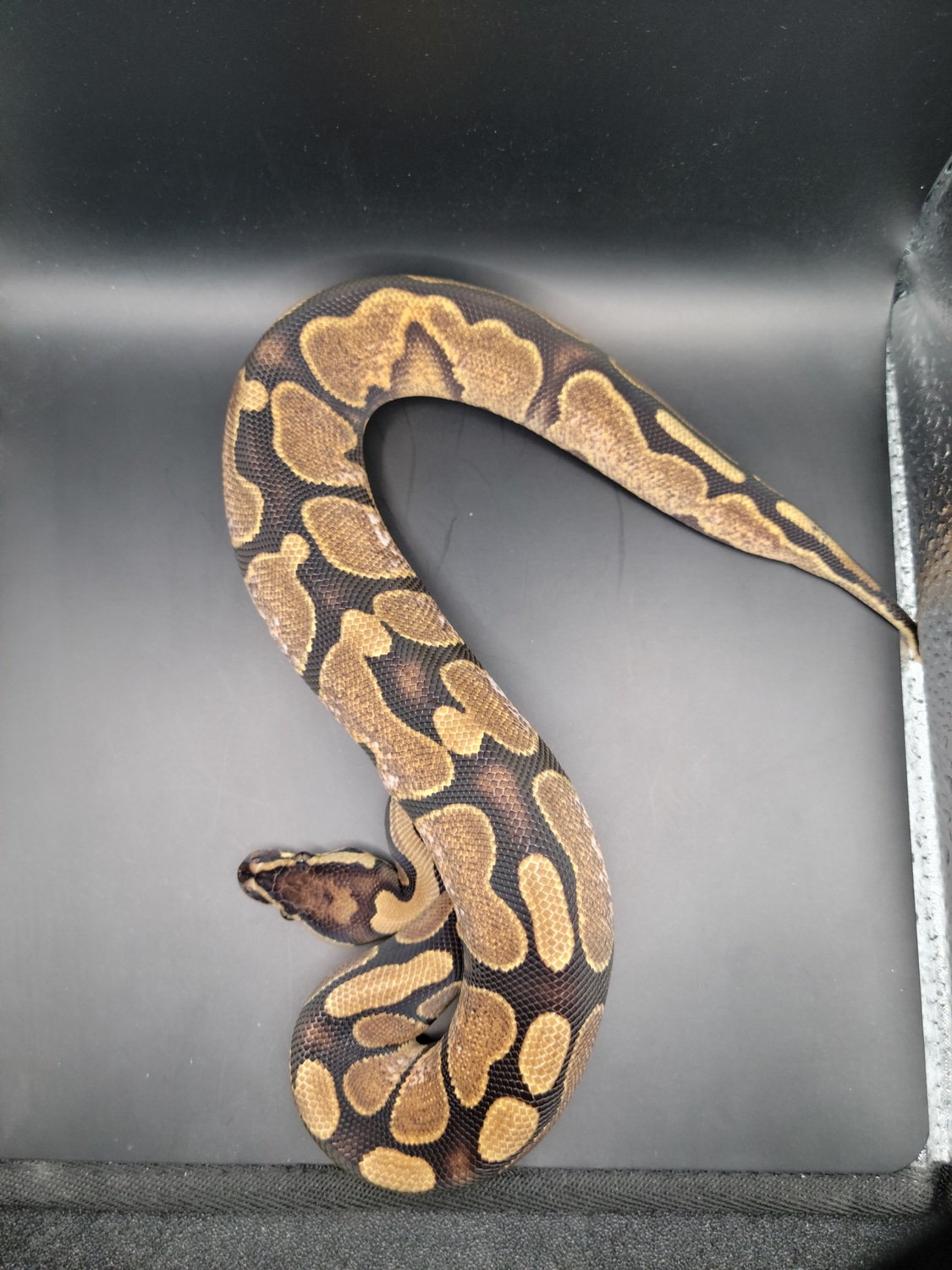 Calico Het Pied Ball Python by Kyle's Reptyles, LLC - MorphMarket