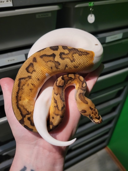 Ball Python Start Up Collection By Kyle S Reptyles Llc