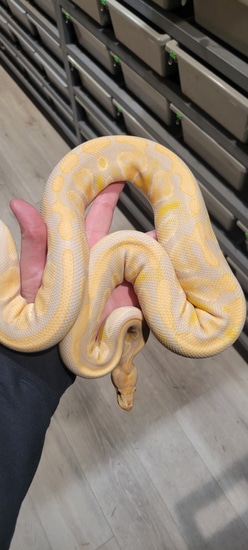Lavender Albino Ball Python by Kyle's Reptyles, LLC