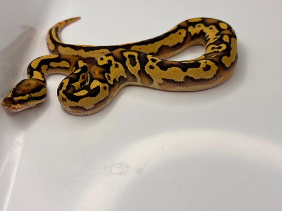 Orange Ghost Fire Orange Dream Yellowbelly Het Pied Ball Python by ...