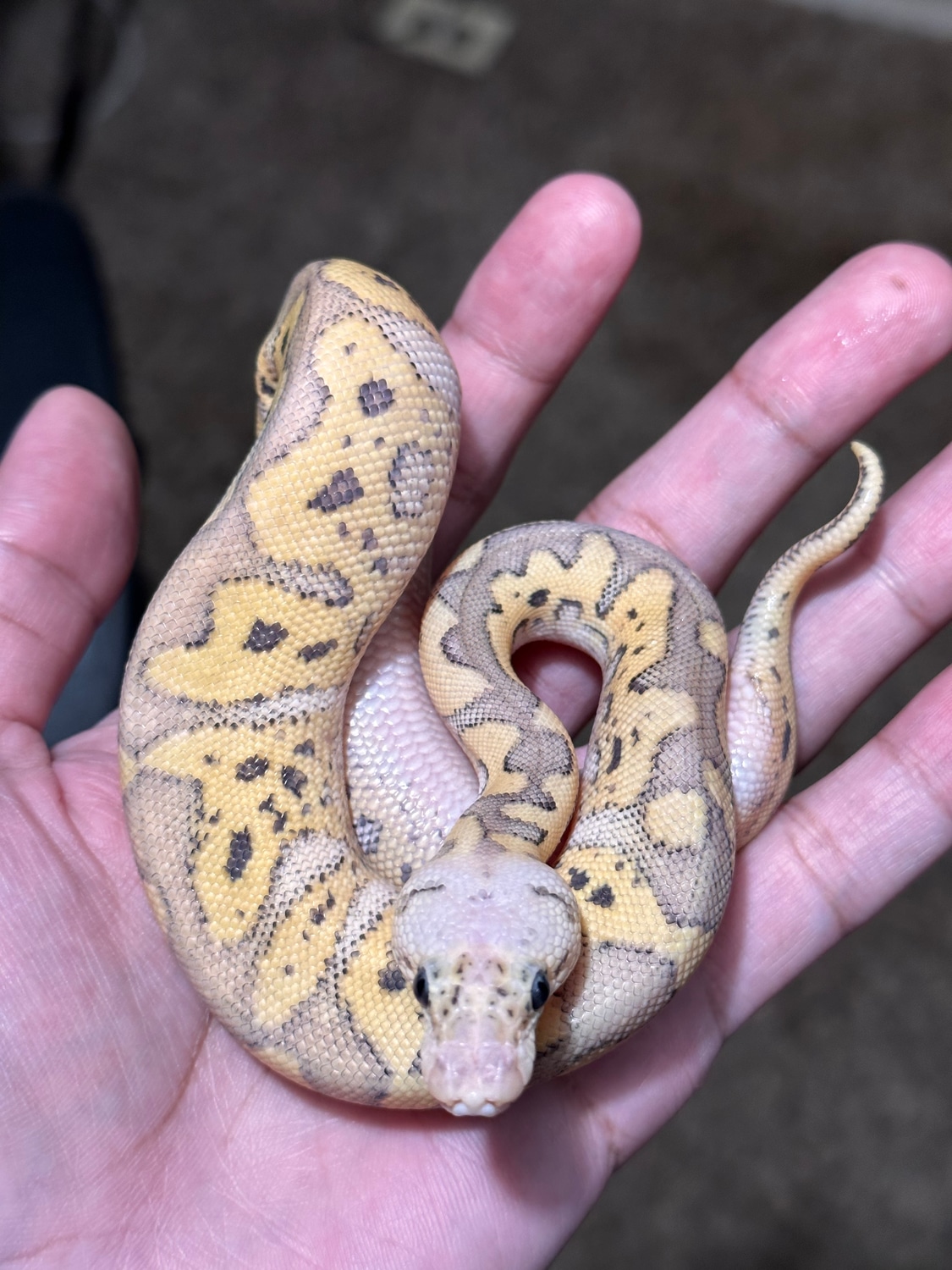 Super Pastel Clown Het Orange Ghost Ball Python by Constrictors