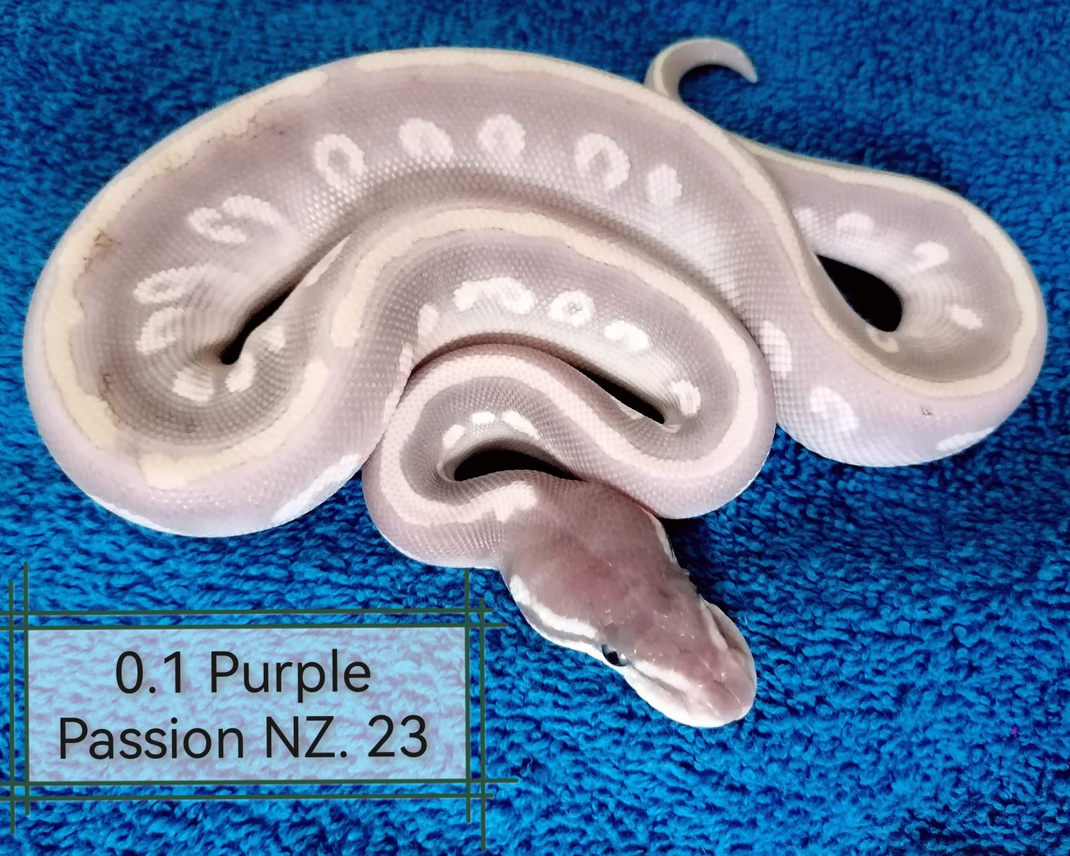 0.1 Purple Passion Ball Python by Loreen Schmidtke - MorphMarket