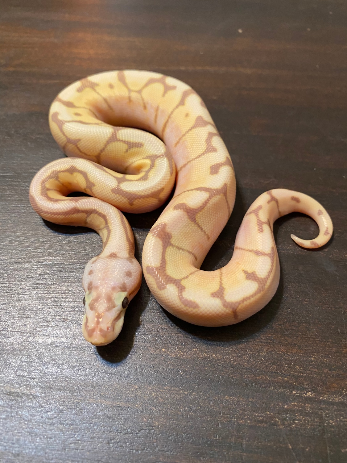 Banana Bumblebee 50 Het Pied 50 Het Axanthic VPI Poss Het Clown Ball