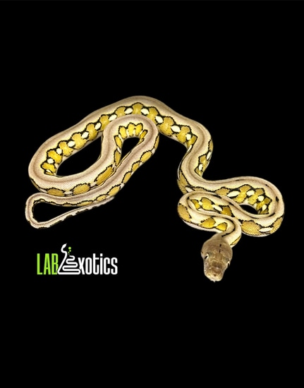 56.25% SD/D Anery Platinum Tiger Reticulated Python by LAB Exotics