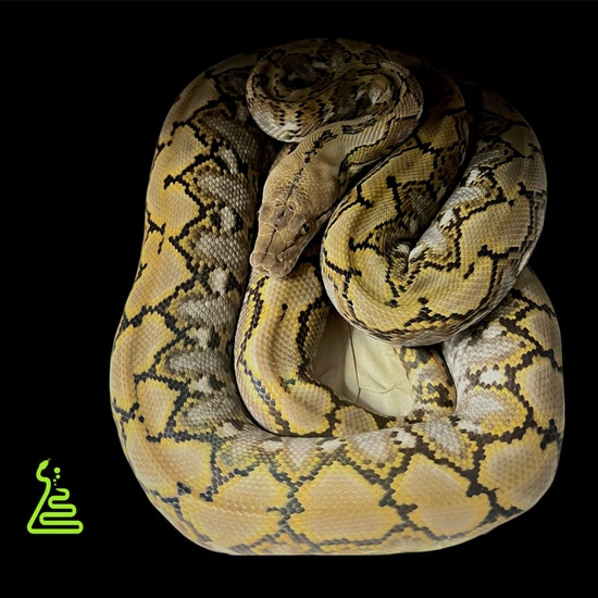 TK Line Super Dwarf Pos Het Anery Reticulated Python by LAB Exotics