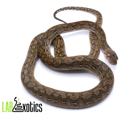 F2 Kayuadi Super Dwarf 66% Het Anery Reticulated Python by LAB Exotics