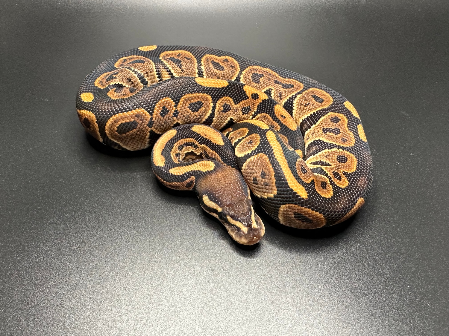 Black Pastel Ball Python by Lace Balls - MorphMarket