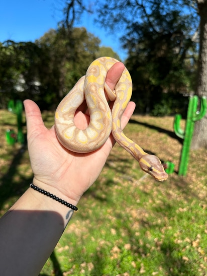 Banana Blackhead Enchi Calico POS YB (Female Maker) Ball Python by Lace ...