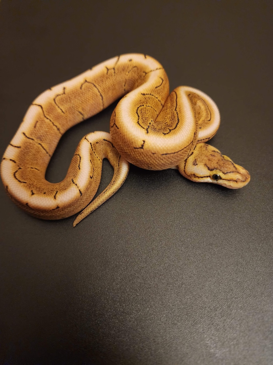 Ghi Fire Spider Pin Ball Python by Black clown morphs - MorphMarket