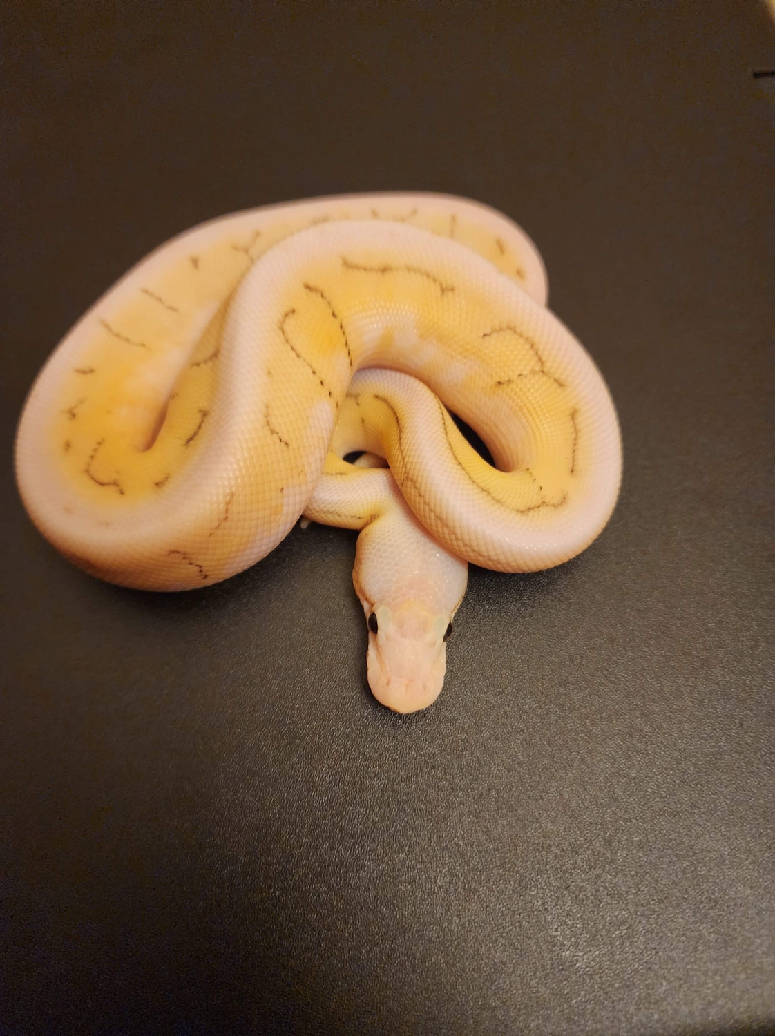 Pastel Spider Pin Ball Python by Black clown morphs MorphMarket