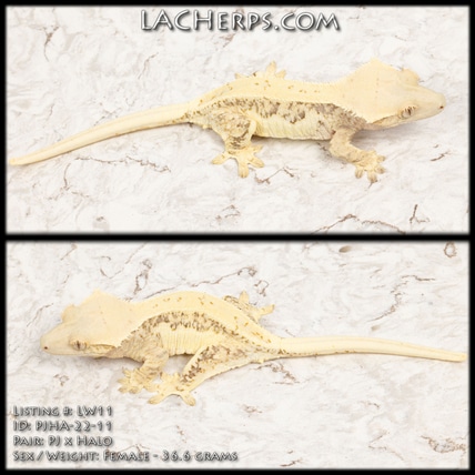 LW11 - Great High Pattern Lilly White - Super Thick Lats/dorsal - Near RTB FEMALE *** Huge SALE Up To 50% OFF!*** Crested Gecko