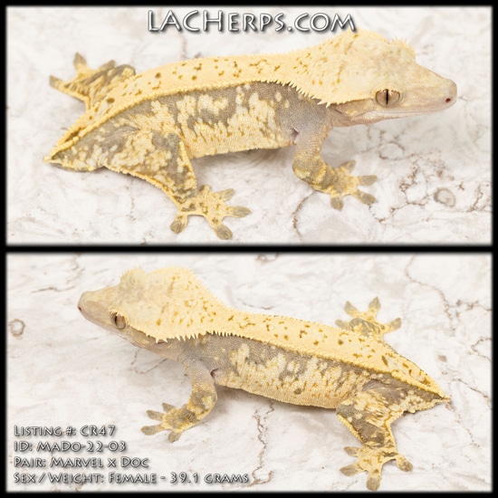 CR47 Gorgeous RTB Lavender snowflake Female Crested Gecko By Living Cr47 gorgeous rtb lavender snowflake female crested gecko by living