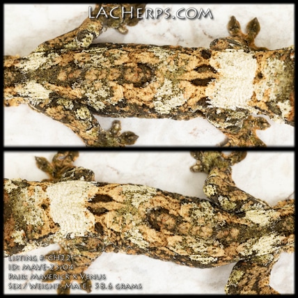 CH22 - High White Cornerstone PI MALE - Chahoua Gecko