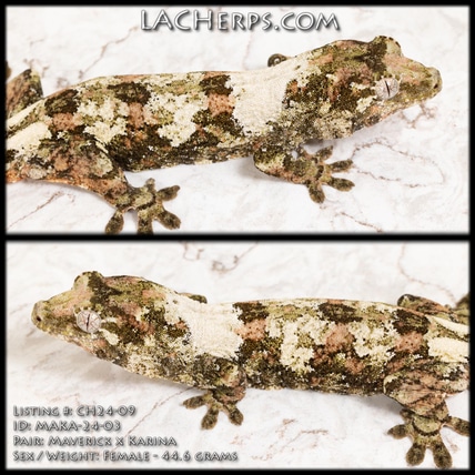 CH24-09 - Incredible Super White PI Chahoua - Chahoua Gecko