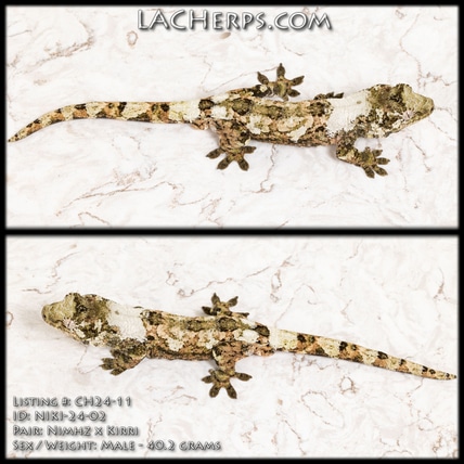 CH24-11 - High White + High Color - MALE! Chahoua Gecko