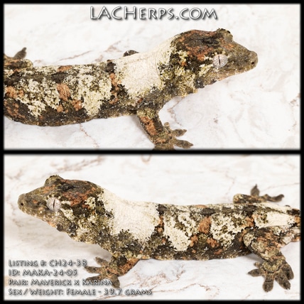 Ch24-38 - Super White Holdback Release!! Chahoua Gecko