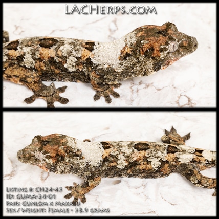 CH24-45 - Gorgeous High White High Color - FEMALE - Chahoua Gecko