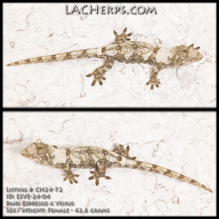 CH24-72 - HOLDBACK RELEASE - Super White - FEMALE - Chahoua Gecko